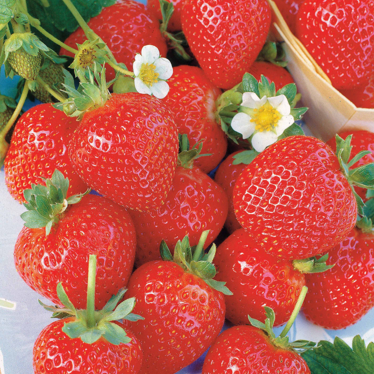 Collection 6 mois de 60 fraises : Savoureuse de Willemse, Mara des Bois, Gariguette - Bakker
