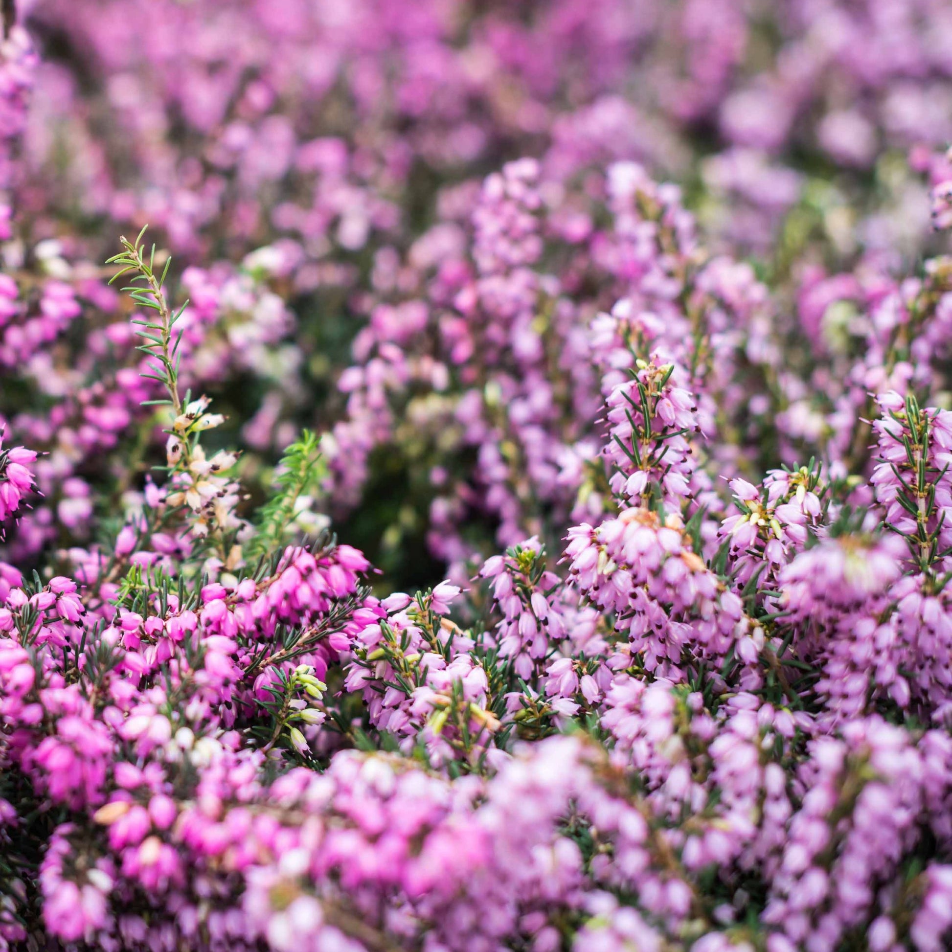 6 Bruyères d'hiver en mélange - Erica darleyensis - Bakker