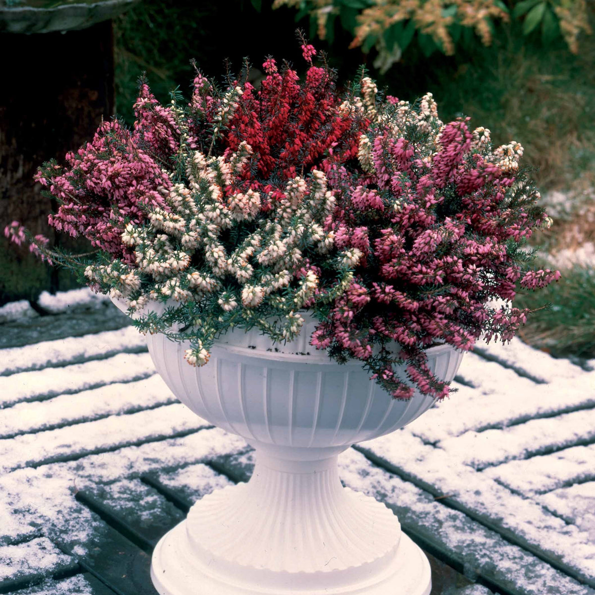 Erica darleyensis - 6 Bruyères d'hiver en mélange - Vivaces fleuries