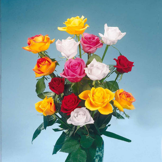 Collection de 5 Rosiers pour bouquets - Bakker