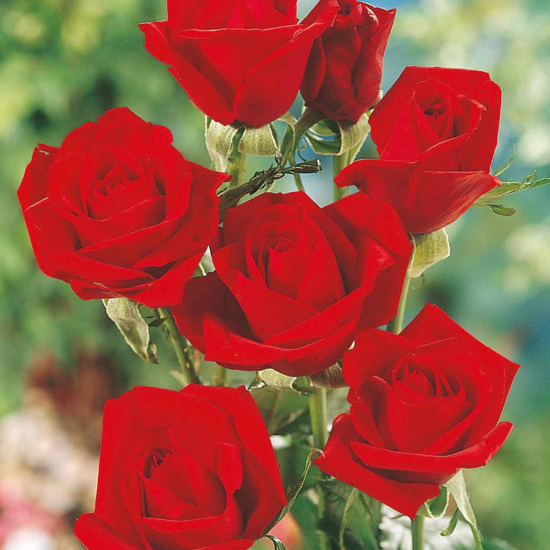 Rosiers - Collection de 5 Rosiers pour bouquets - Rosa 'hadangel', 'oklahoma', 'pink perfume', 'oran