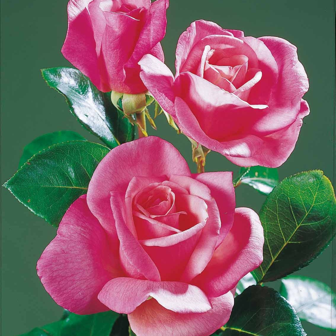 Vente Collection de 5 Rosiers pour bouquets - Rosa 'hadangel', 'oklahoma', 'pink perfume', 'oran