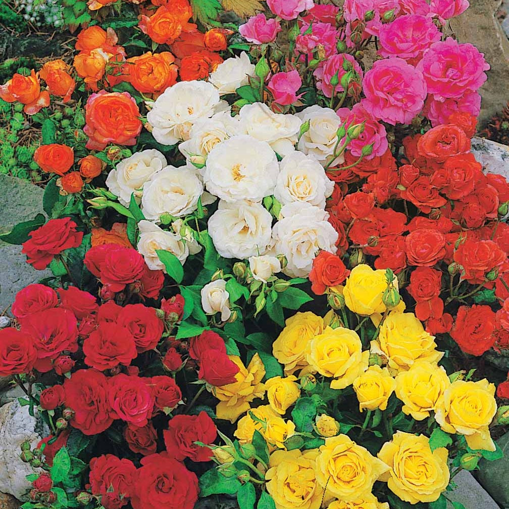 10 Rosiers polyantha pour massif en mélange - Bakker