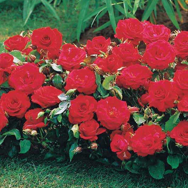 Rosa randilla - Collection de 3 mini-rosiers Randilla : rouge, jaune , rose - Rosiers couvre-sol