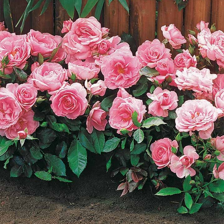 Vente Collection de 3 mini-rosiers Randilla : rouge, jaune , rose - Rosa randilla