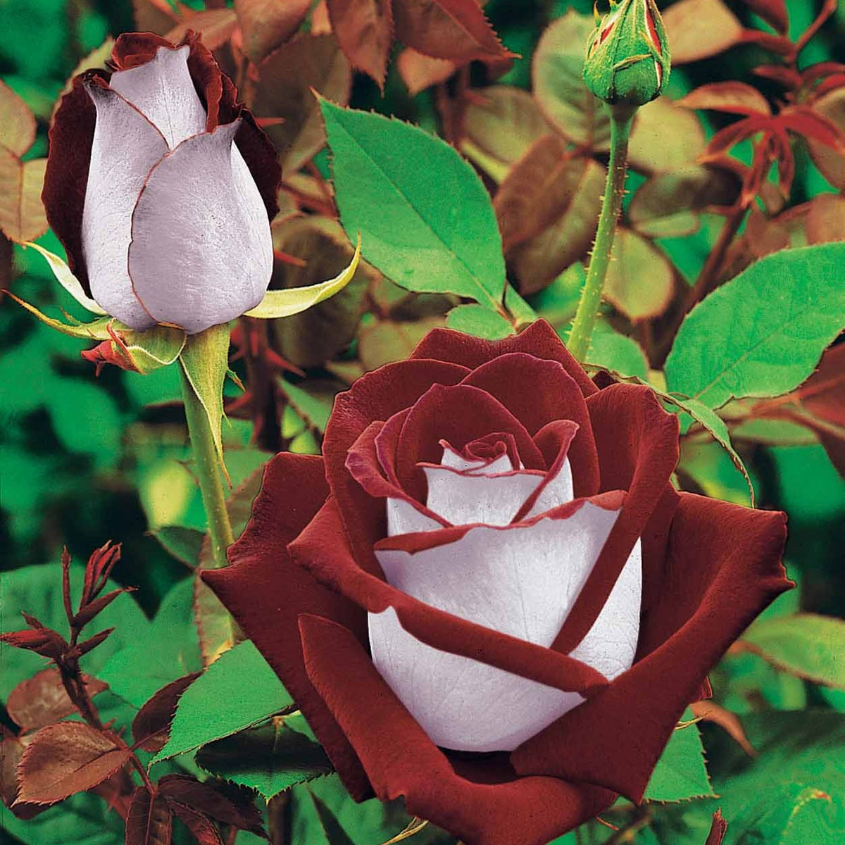 Collection de 3 Rosiers buissons : Osiria, Famosa, Double Delight - Rosa 'osiria', 'famosa','double delight' - Bakker