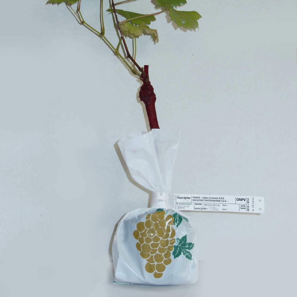 Collection de 2 Vignes : Muscat de Hambourg et Chasselas de Fontainebleau - Vitis vinifera - Bakker