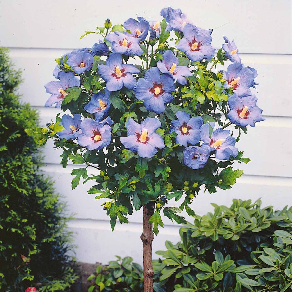 Hibiscus - Collection de 2 Hibiscus de jardin sur tige - Hibiscus syriacus