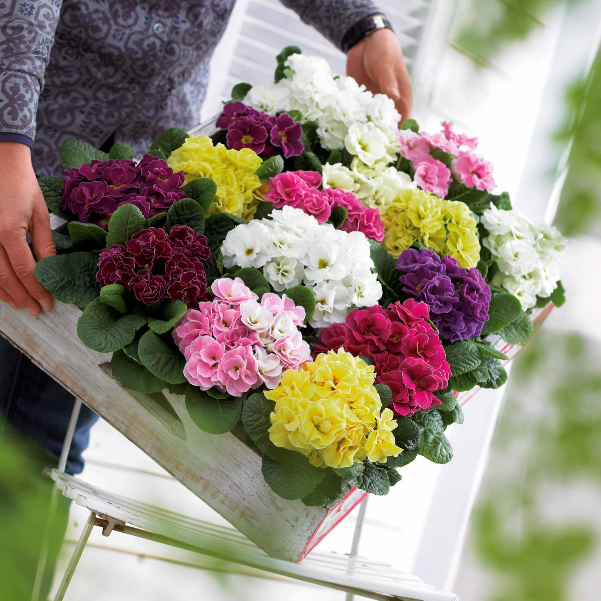 3 Primevères Double Princess en mélange - Bakker