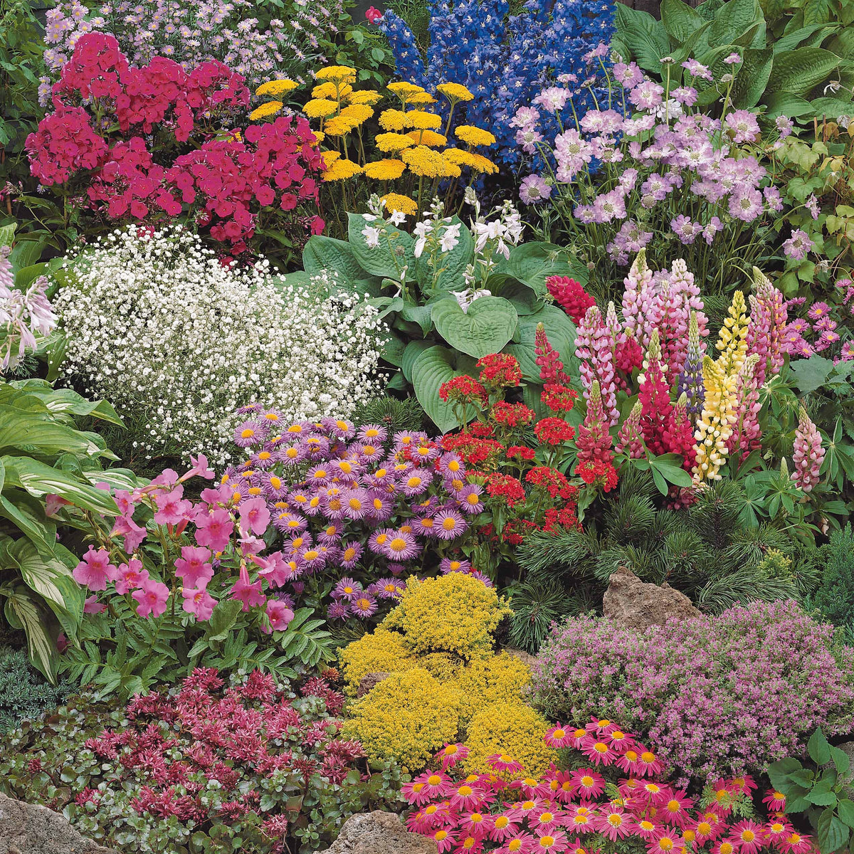 Sedum acre, Hosta, Aster, Erigeron speciosus Rosa Jewel, Delphinium, Phlox paniculata, Thymus serpyllum, Sedum spurium, Incarvillea Delavayi, Achillea , Gypsophila paniculata, Lupinus - Collection variée de 12 plantes vivaces - 2 m² - Vivaces fleuries