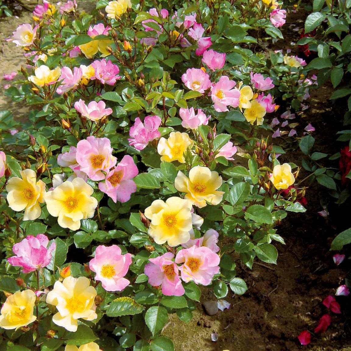 Collection de 6 Rosiers couvre-sols Happy Chappy et Wonderland - Rosa happy chappy , wonderland - Bakker
