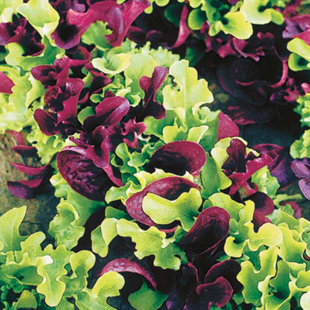 Laitues à petites feuilles en mélange - Bakker