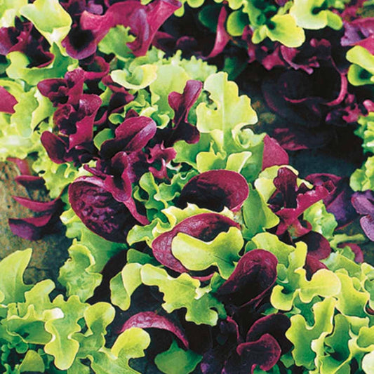 Laitues à petites feuilles en mélange - Bakker