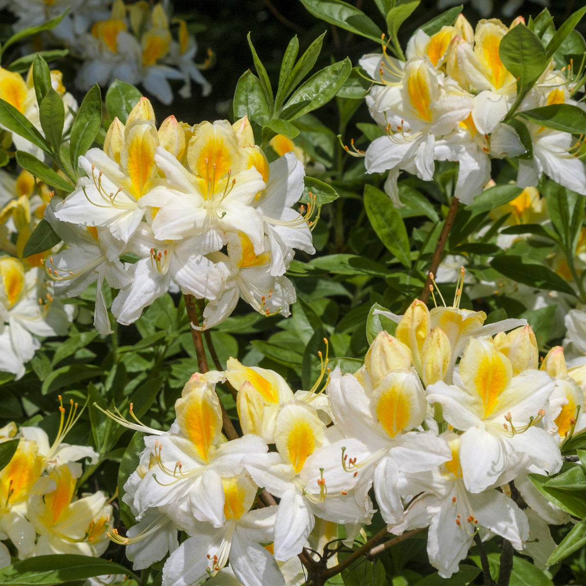 Collection d'Azalées de Chine : orangé, jaune, blanche - Rhododendron (Azalea) mollis - Bakker