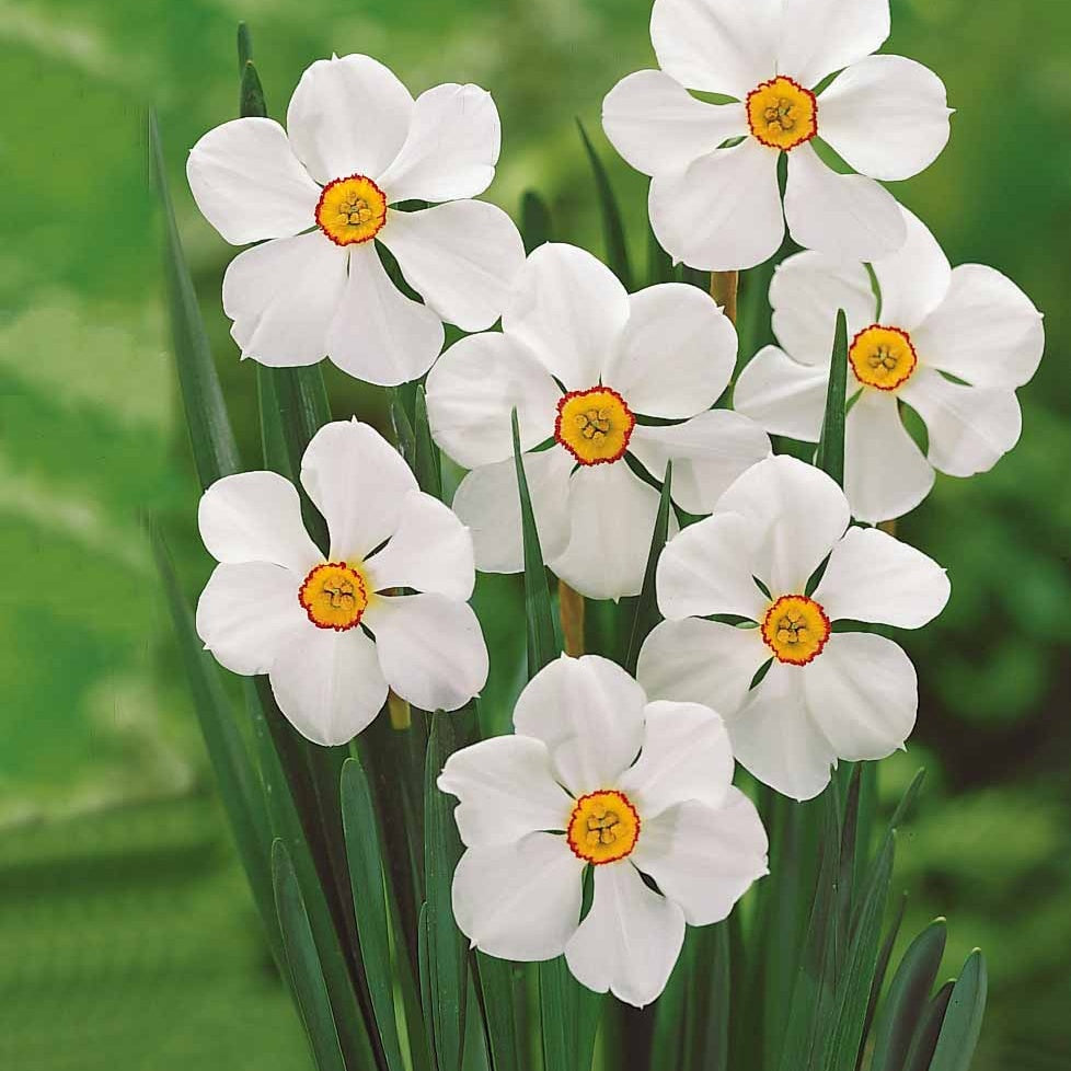 Bulbes de Narcisse - Collection de 30 Narcisses Fortune et Rijnveld Early Sensation - Narcissus 'Fortune', 'Rijnveld Early Sensation', 'Actaea'
