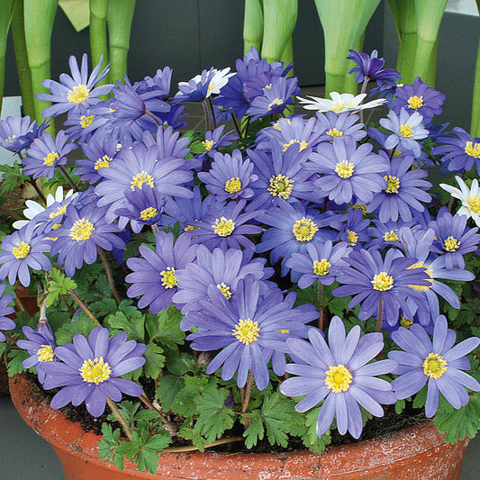 Bakker - 30 Anémones de Grèce Blue Shades - Anemone blanda blue shades - Bulbes de printemps