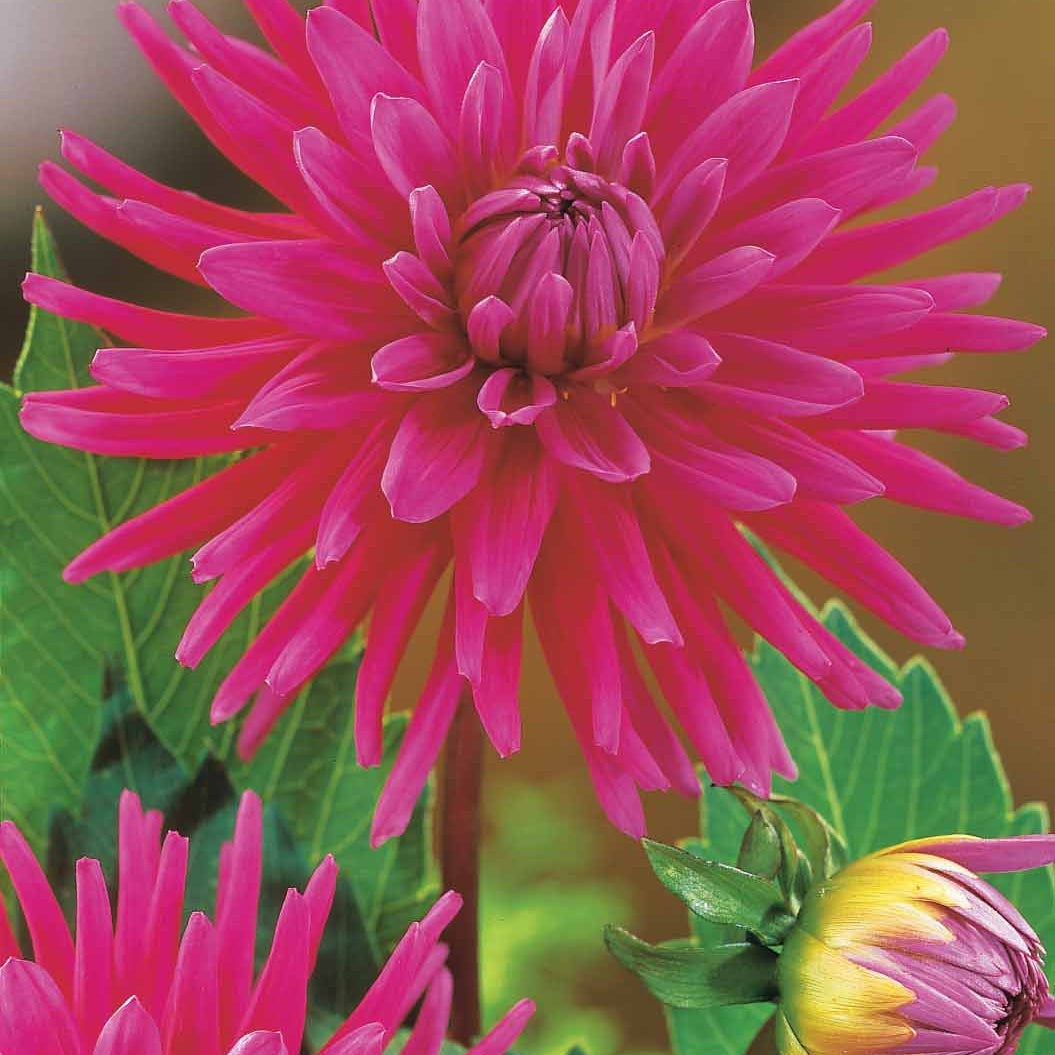 Dahlia 'haley jane', 'purple gem', 'oiseau de feu' - 8 Dahlias cactus en mélange - Bulbes de Dahlia