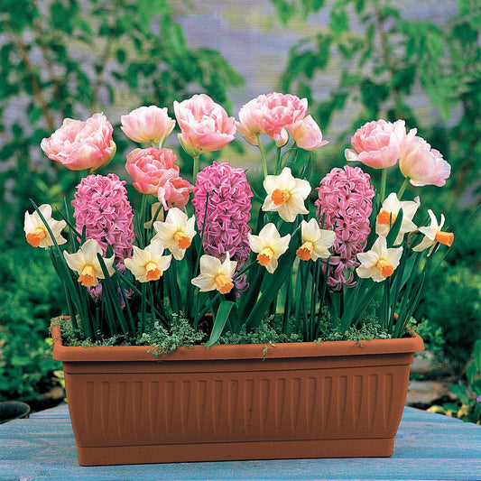 Bulbes à floraison printanière en mélange - Bakker
