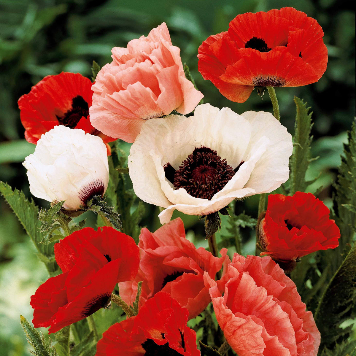 3 Pavots en mélange - Papaver orientale - Bakker