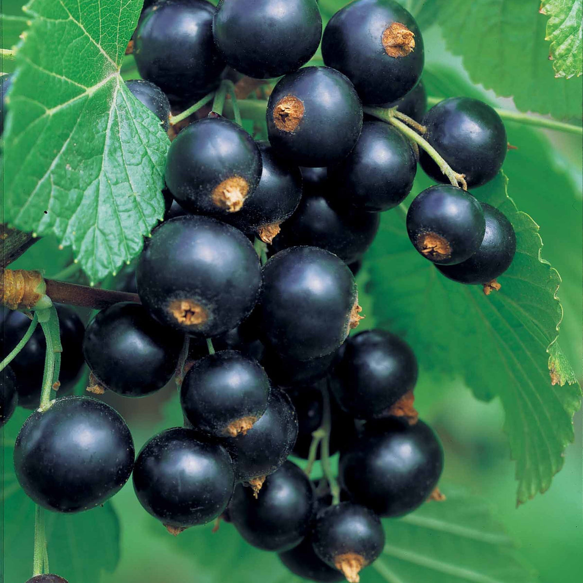 Collection de 2 groseillier et cassis sur tige - Ribes rubrum, nigrum - Bakker
