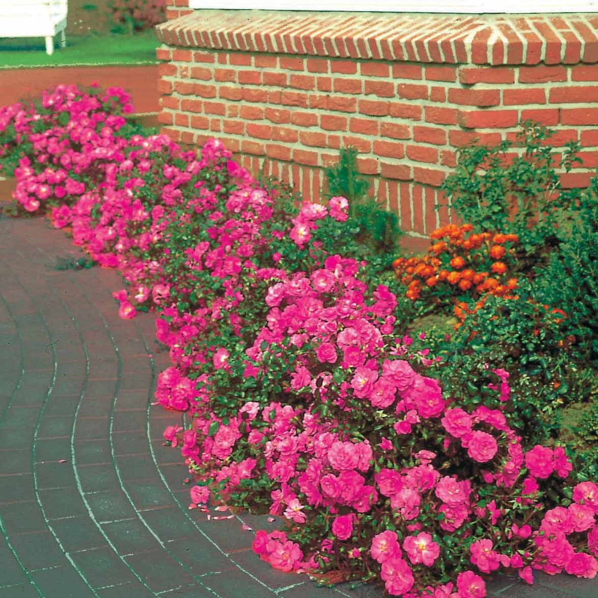 Rosa happy chappy , mirato - Collection de 6 Rosiers couvre-sols - Rosiers couvre-sol