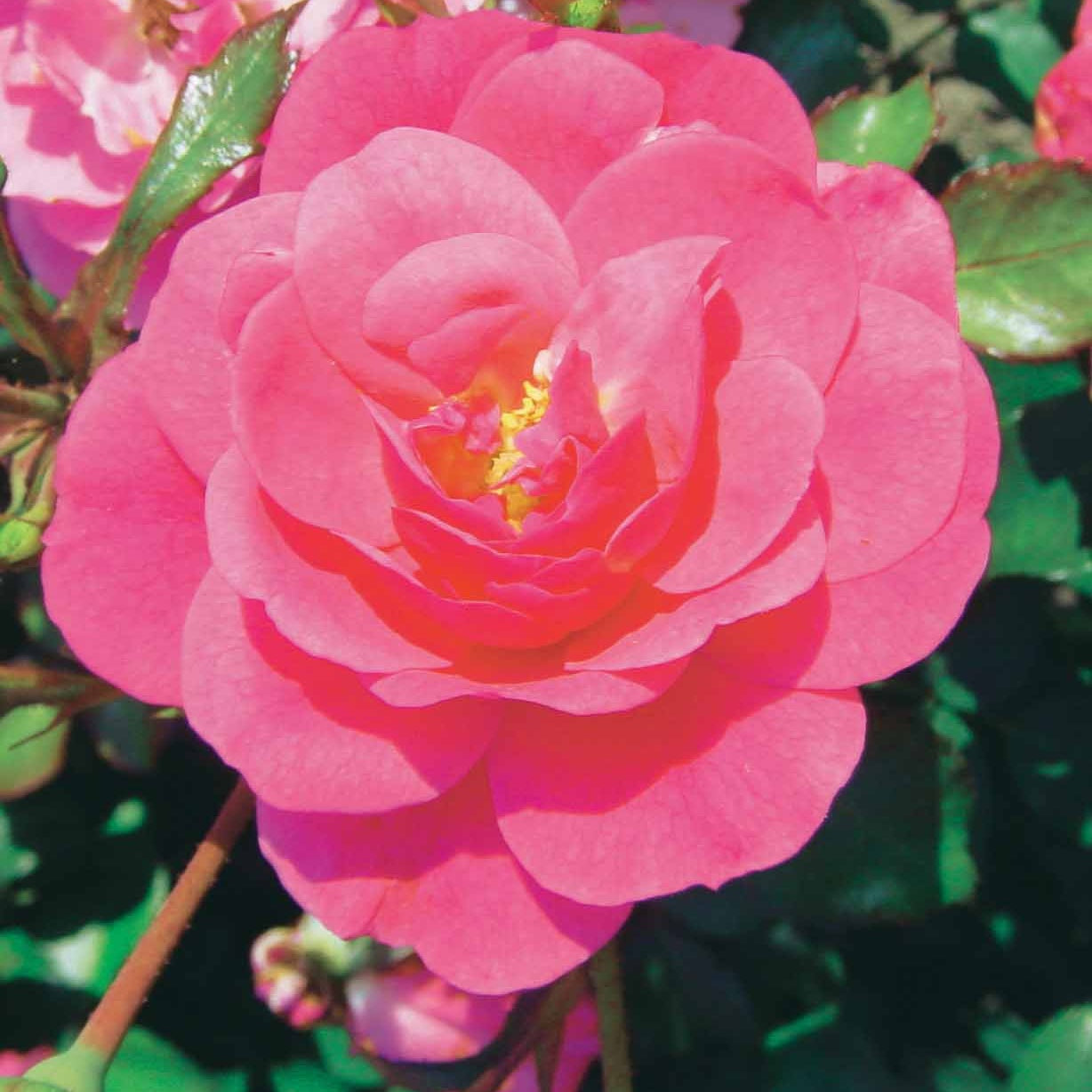 Rosiers couvre-sol - Collection de 6 Rosiers couvre-sols - Rosa happy chappy , mirato
