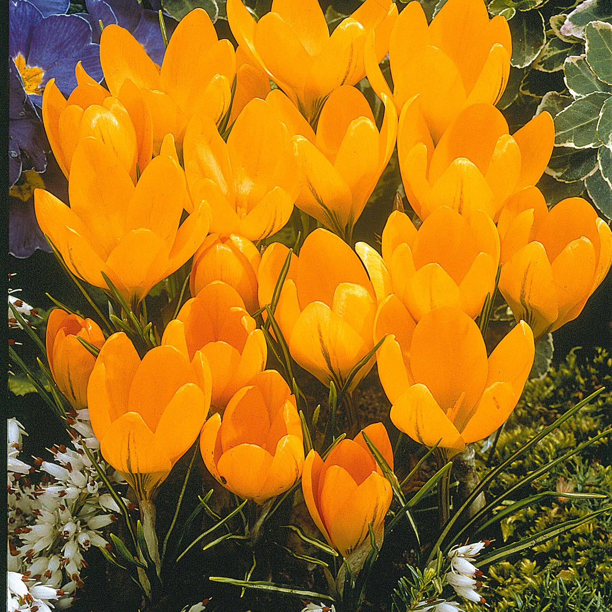60 Crocus blanc violet, jaune, blanc, violet en mélange - Crocus 'yellow mammouth', 'flower record', 'jeanne - Bakker