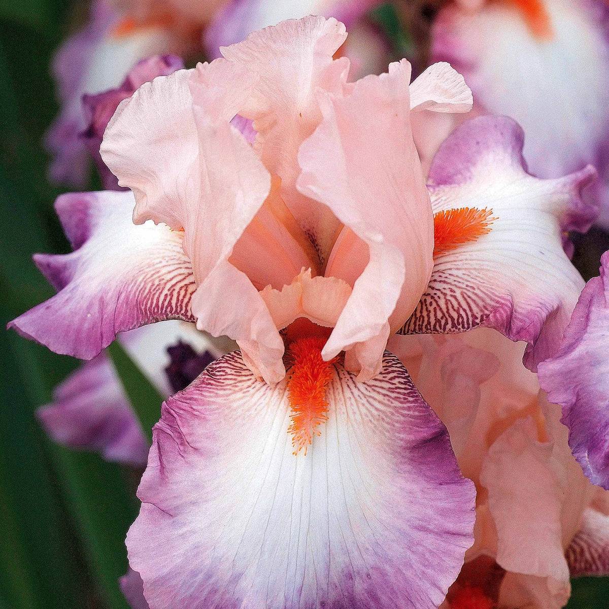 6 Iris de jardin noire, orange, rosé en mélange - 2iris profondeur de champ (depht of field) + 2 ir - Bakker