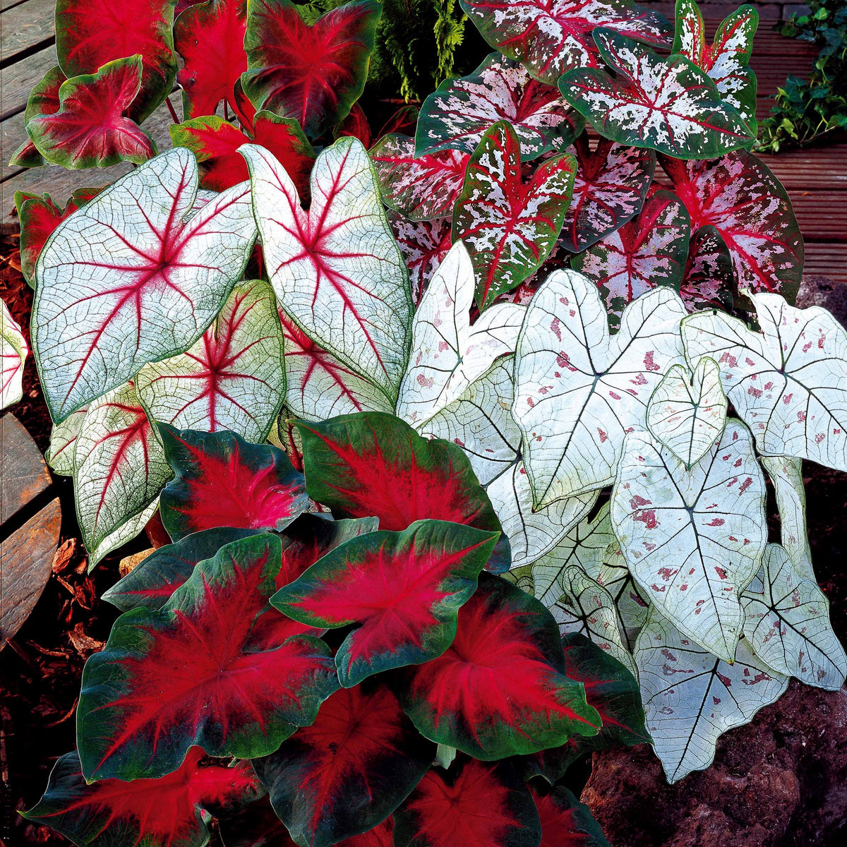 3 Caladiums en mélange - Bakker