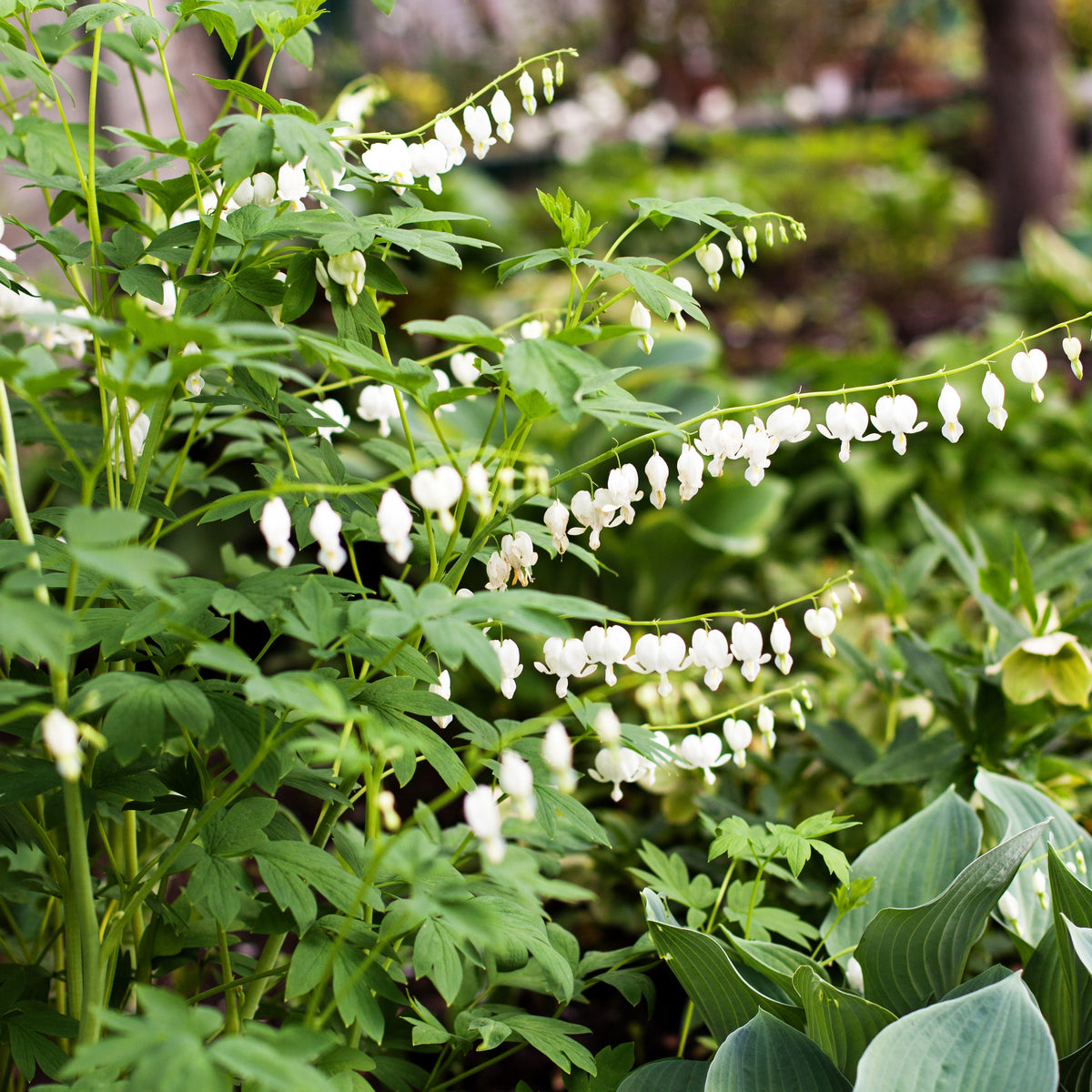 Dicentra spectabilis - 4 Coeur de Marie en mélange - Cœur de Marie
