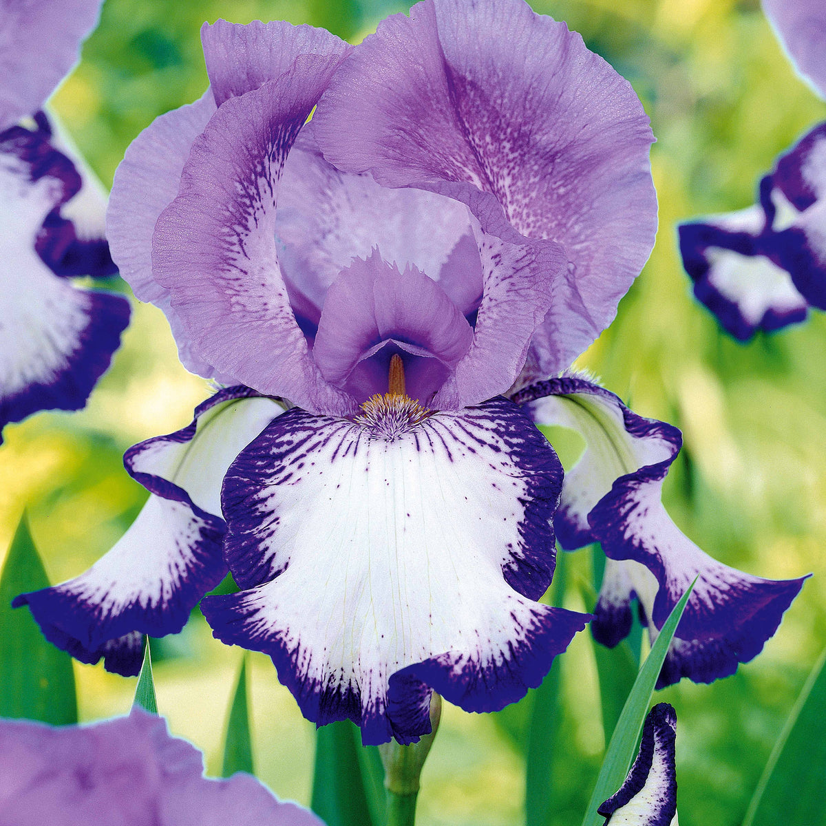 Iris germanica (2 lasso, 2 bordure, 2 sangreal) - Collection de 6 Iris de jardin : Lasso, Bordure, Sangreal - Iris des jardins