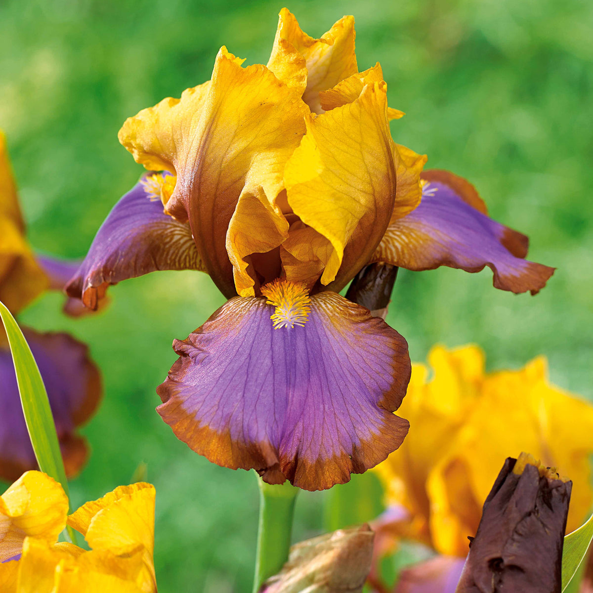 Iris des jardins - Collection de 6 Iris de jardin : Lasso, Bordure, Sangreal - Iris germanica (2 lasso, 2 bordure, 2 sangreal)