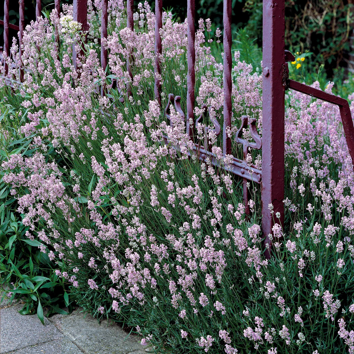 Vente Collection de 4 Lavandes blanches et roses - Lavandula angustifolia alba, rosea