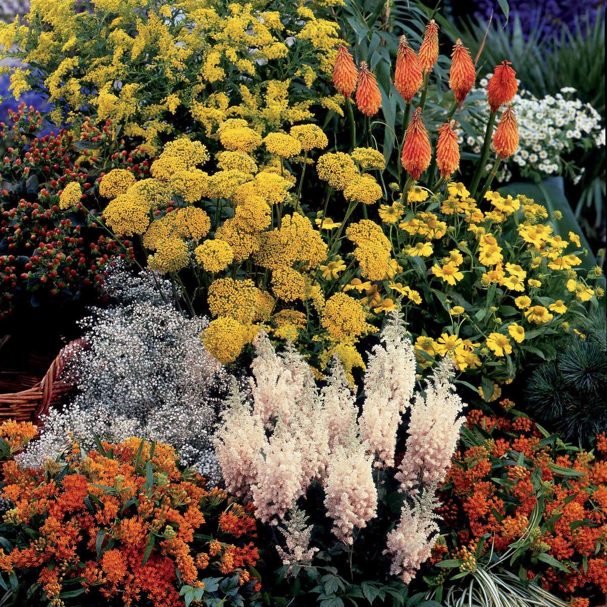 Collection fantaisie de 14 plantes vivaces - 2 m² - Bakker