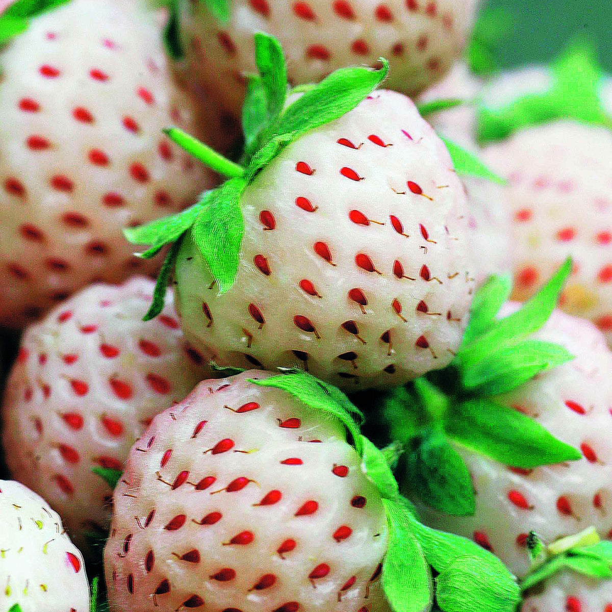 Fragaria pineberry ® framberry ® - Collection de 4 fraisiers originaux - Fraisiers