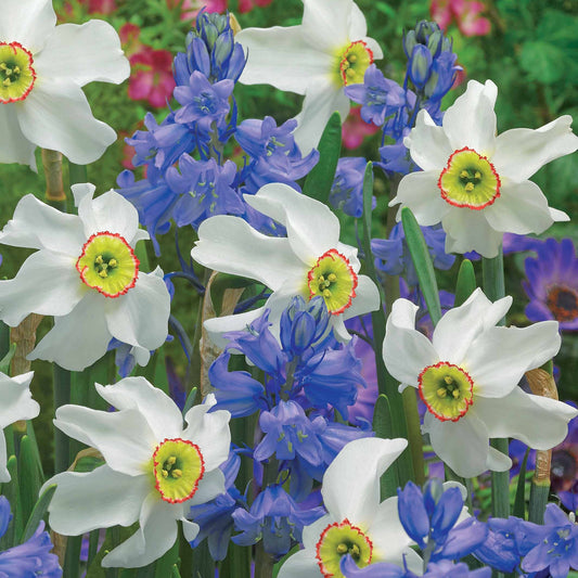 Bulbes pour massifs blancs et bleus en mélange - Bakker