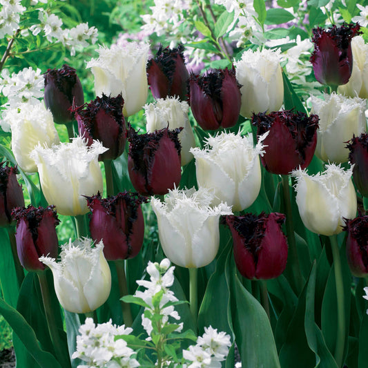 10 Tulipes frangées Pôle Nord et Labrador en mélange - Bakker
