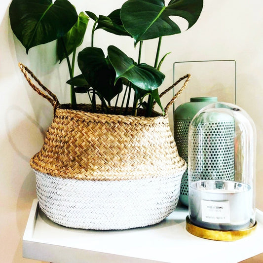 Collection de 3 plantes vertes dépolluantes - Bakker