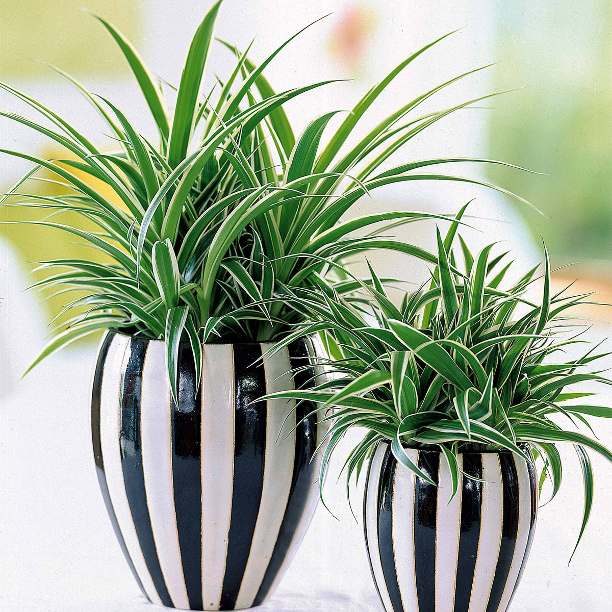 Collection de 3 plantes vertes dépolluantes - Chamoedorea elegans,monstera deliciosa,chlorophytum atlantic - Bakker