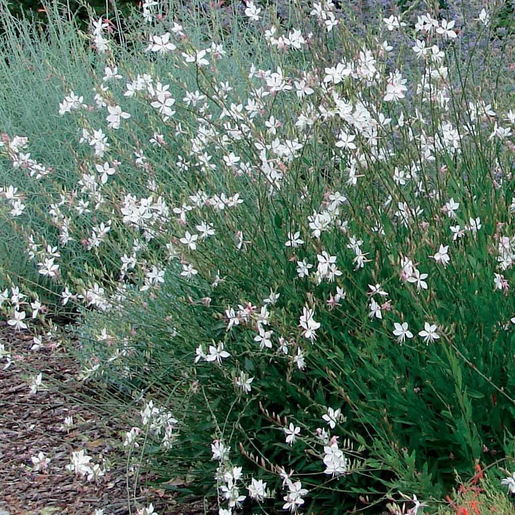 2 Gauras blanc et rose en mélange - Gaura lindheimeri (blanc +siskiyou pink) - Bakker