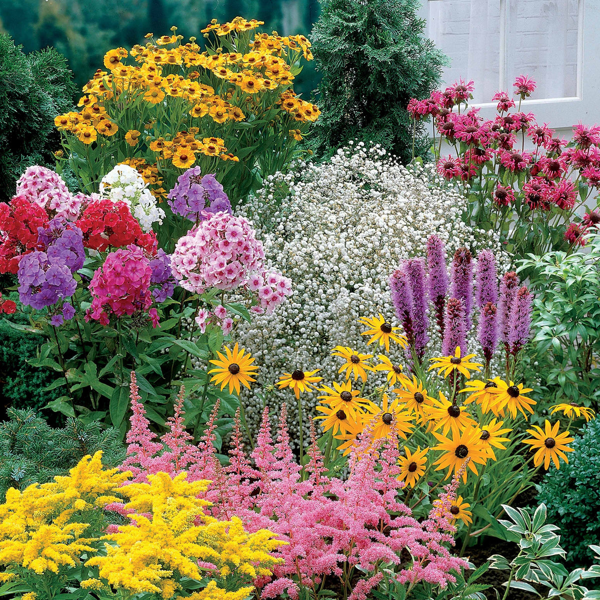 Collection de 15 plantes vivaces - 2 m² - Helenium, Monarda, Phlox paniculata, Rudbeckia Goldstrum, Gypsophila paniculata, Liatris spicata, Solidago, Astilbe - Bakker