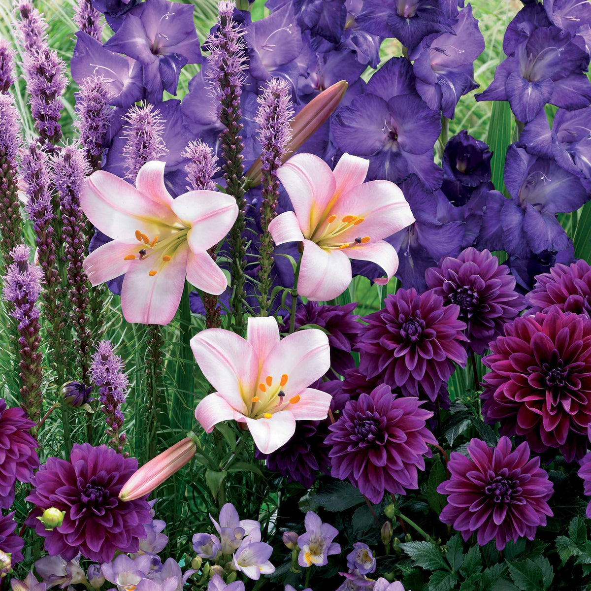29 Bulbes d'été en mélange - Liatris, freesias,lis longiflorum,dahlia,gladiolus - Bakker