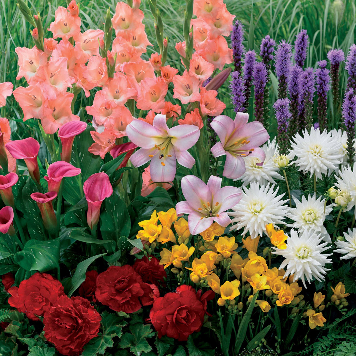 31 Bulbes à floraison estivale en mélange - Bakker