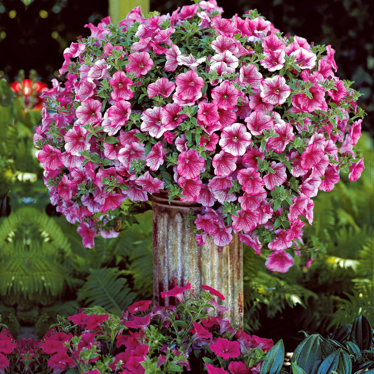 Collection de 9 Pétunias : rouges, roses, jaunes - Petunia - Bakker