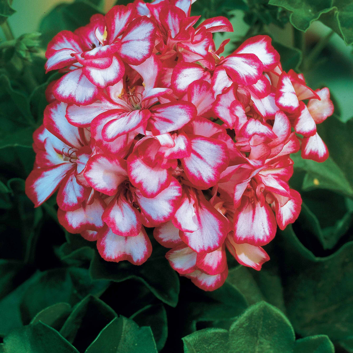 Géranium - Pélargonium - Collection de 6 Géraniums-lierres : rouge et bicolore - Pelargonium peltatum nixe , rouge