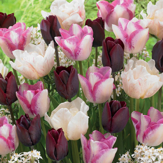 Massif de 15 tulipes longues tiges (Silk Road, Del Piero, Ronaldo) - Bakker.com | France