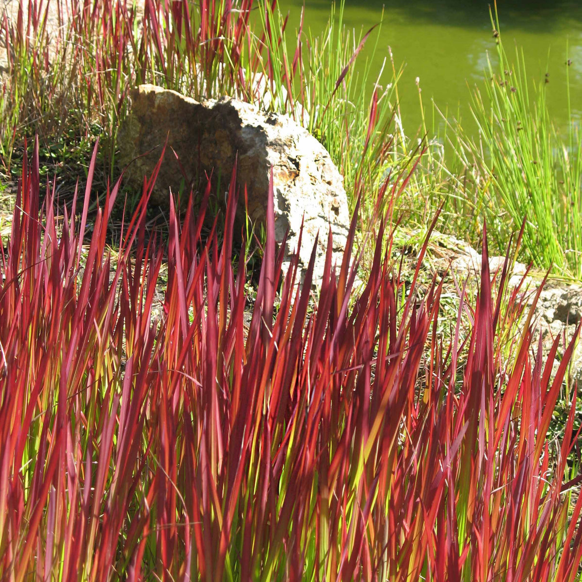 Collection de 7 plantes vivaces à feuillages originaux - Plantes vivaces - Bakker
