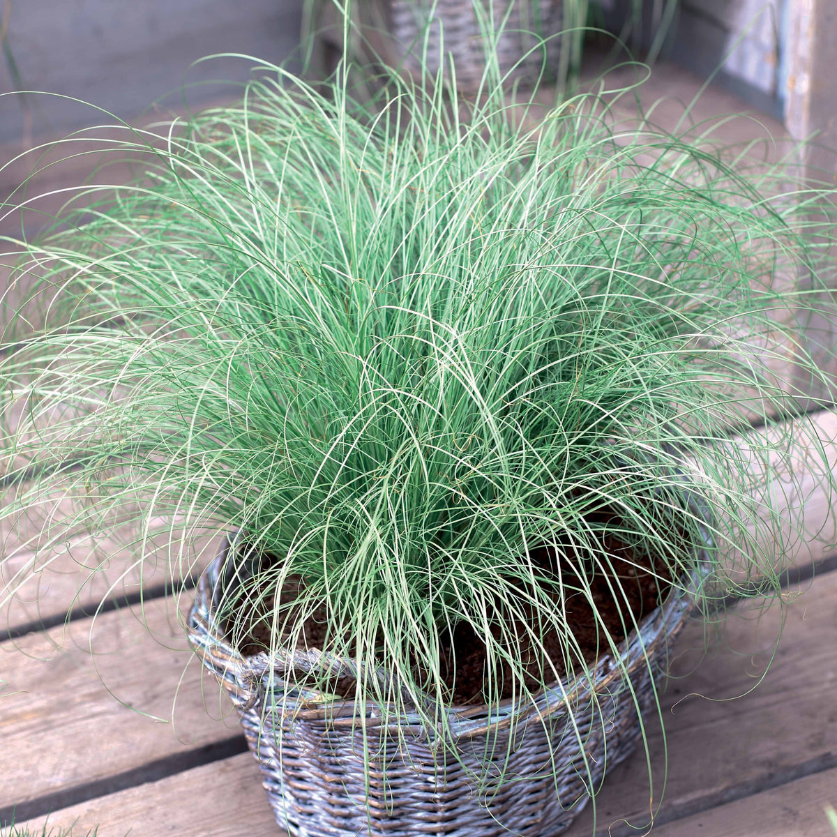 Carex oshimensis Evergreen, Sedum Blue Pearl, Imperata cylindrica Red Baron, Gaura lindheimeri Whirling Butterflies - Collection de 7 plantes vivaces à feuillages originaux - Plantes vivaces