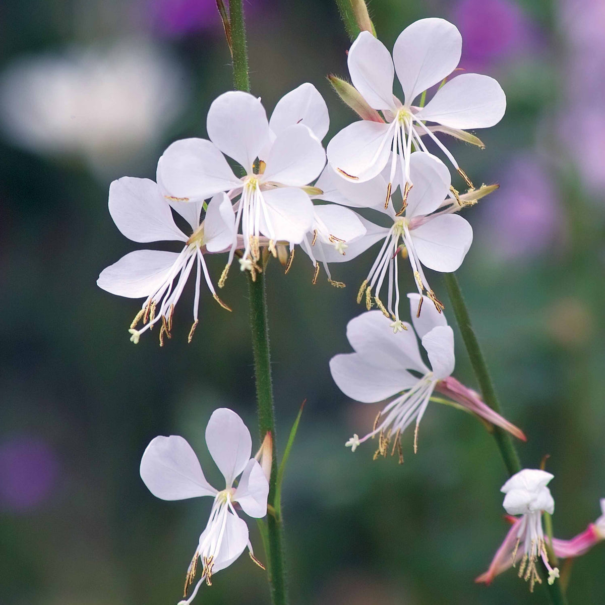Vente Collection de 7 plantes vivaces à feuillages originaux - Carex oshimensis Evergreen, Sedum Blue Pearl, Imperata cylindrica Red Baron, Gaura lindheimeri Whirling Butterflies