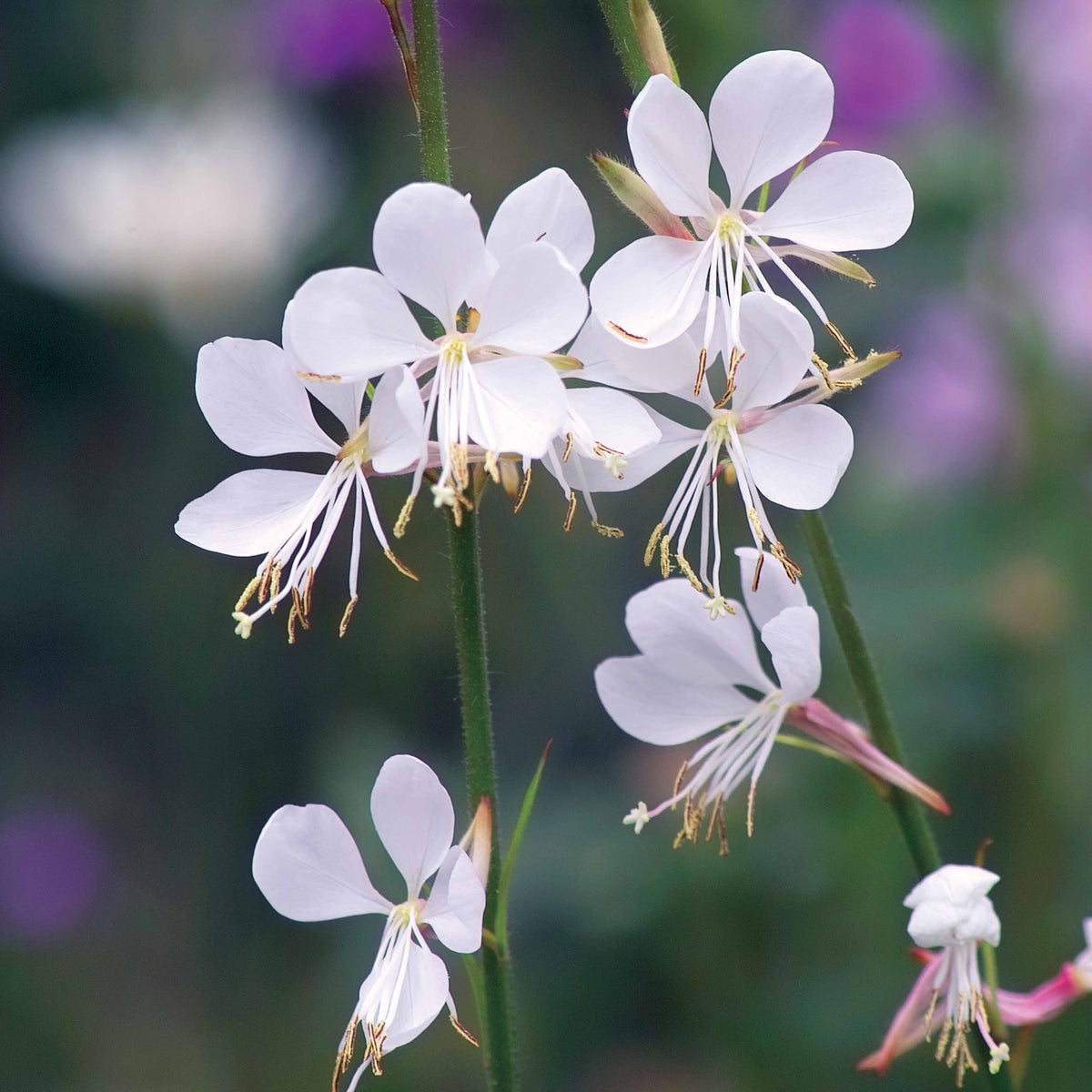 Packs de plantes pour terrasses et balcons - Collection de 7 plantes vivaces pour jardins et pots - Gaura lindheimeri whirling butterflies , agapanthus umbellatus